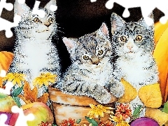 Kotki, Dachowce, Trzy