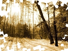 Sepia, Las