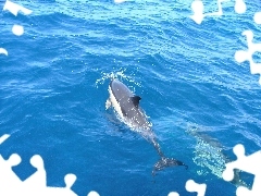 Morze, Orka
