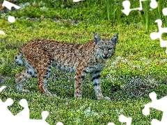 Łąka, Ryś Amerykański