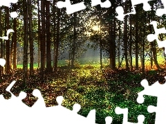 Promienie, Słońca, Las