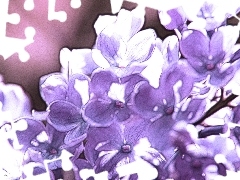 Fractalius, Bez
