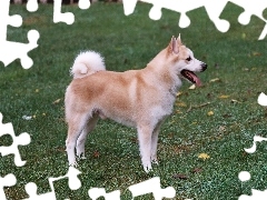 Norsk Buhund, Śliczny