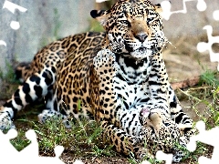 Zabawa, Jaguary