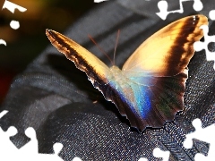 Suwak, Motyl