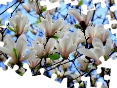 Magnolia