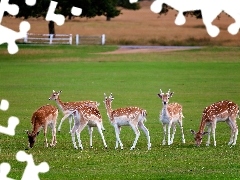 Łąka, Ogrodzenie, Jelonki