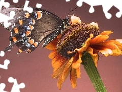 Kwiat, Motyl