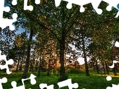 Drzewa, Słońce, Trawa