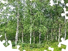 Brzozowy, Las