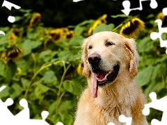 Jęzor, Słoneczniki, Golden Retriever