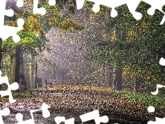 Jesień, Światło, Przebijające, Park, Mgła, Ławka, Liś