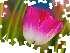 Tulipan, Liście, Różowy