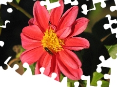 Owad, Dalia