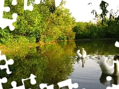 Łabędzie, Drzewa, Jezioro