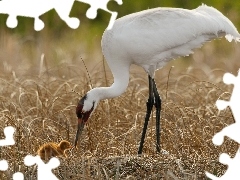 Żuraw, Biały