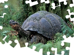 Pancerz, Trawa, Żółw