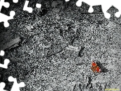 Leśne, Motyl, Runo