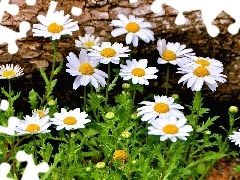 Łąka, Margerytki