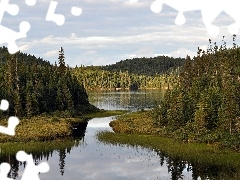 Szuwary, Iglaste, Jezioro, Lasy