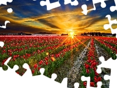 Promienie, Słońca, Tulipany, Słoneczne, Zachód