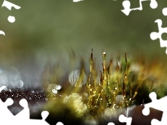 Makro, Źdźbła, Mchy, Bokeh, Porosty