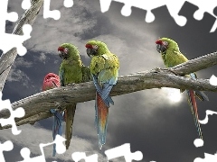Chmury, Drzewa, Papugi, Konar