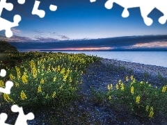 Żółty, Taupo, Kwiaty, Nowa Zelandia, Łubin, Jezioro