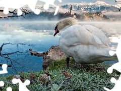 Jezioro, Łabędz, Ptaki, Biały