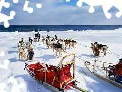 Zaprzęg, Śnieg, Siberian Husky