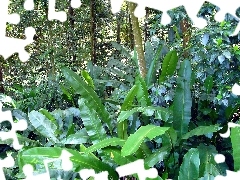 Liście, Las