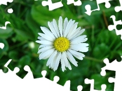 Stokrotka