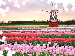 Tulipany, Wiatrak, Pole