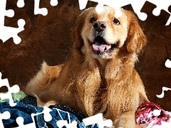 Język, Ciuchy, Golden Retriever