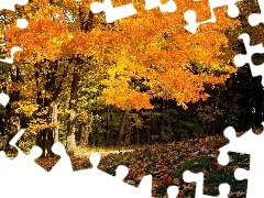 Jesień, Liście, Park, Drzewa