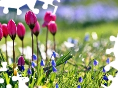 Cebulice, Tulipany, Wiosna, Ogród