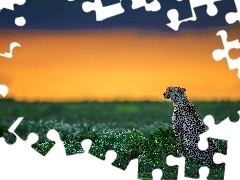 Trawy, Gepard