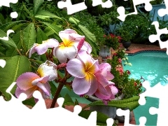 Ogród, Basen, Plumeria