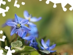 Niebieskie, Kwiaty, Cebulice Syberyjskie