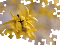 Kwiaty, Forsycja, Żółte