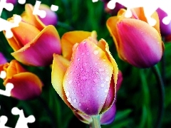 Rosy, Krople, Kolorowe, Tulipany