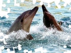 Woda, Delfiny