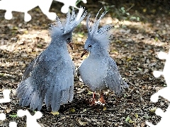 Kaledonia, Nowa, Ptaki, Kagu