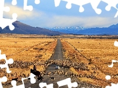 Chile, Wypas, Owce, Droga, Patagonia, Łąki, Góry