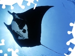 Ocean, Manta
