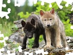 Małe, Wilki, Dwa