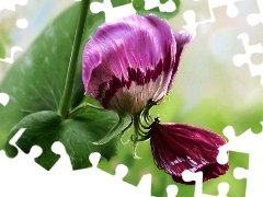Makro, Motyl, Bordowy, Art, Kwiat