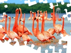 Flamingi