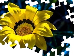Gazania, Żółta