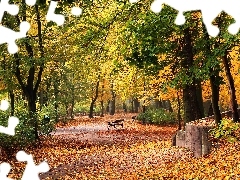 Aleja, Ławki, Park, Jesień